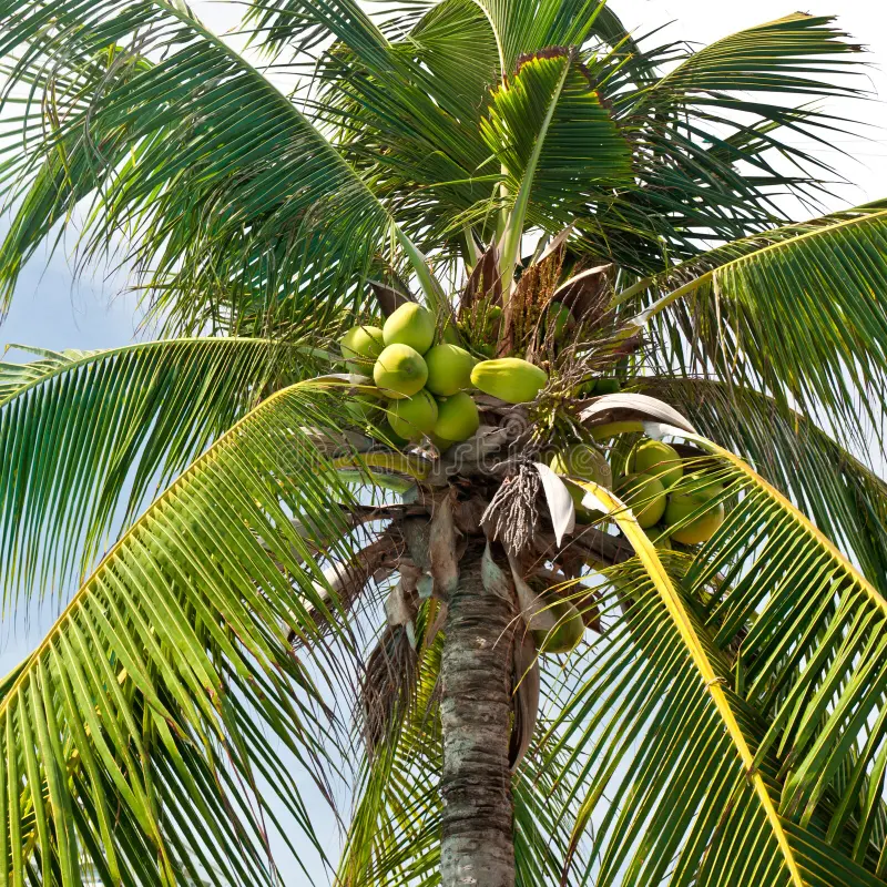 Coconut Palm Tree Seller Dubai