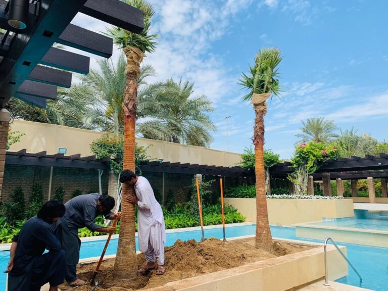 Washingtonia Palm Trees Supplier and Seller in Dubai, UAE