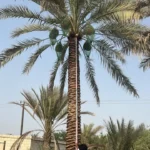 Pygmy date palm for UAE gardens