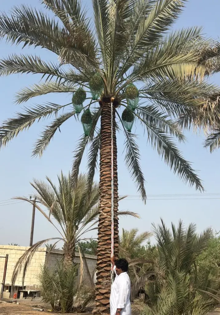 Pygmy date palm for UAE gardens