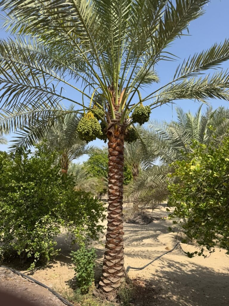 Date palm trees for UAE landscaping