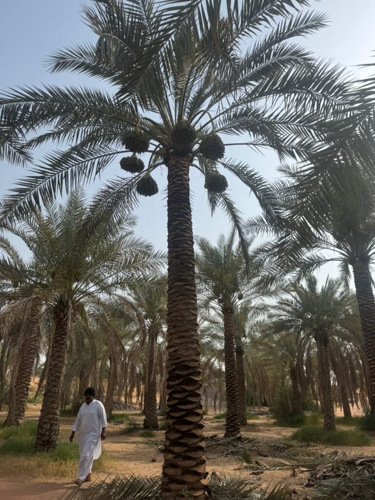 Date tree supplier in Sharjah UAE