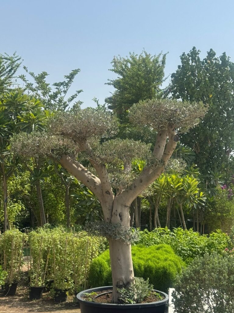 Olive Trees Supplier in Dubai