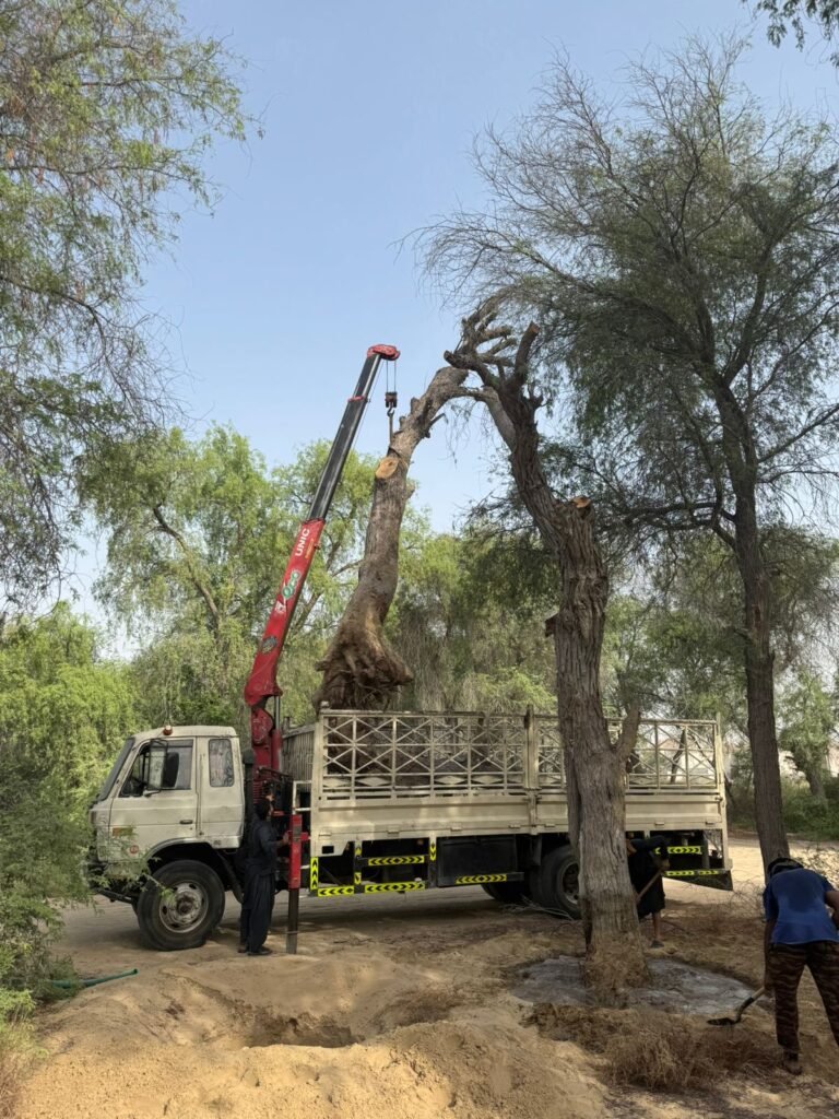 Removal & Cutting Tree Services in Dubai