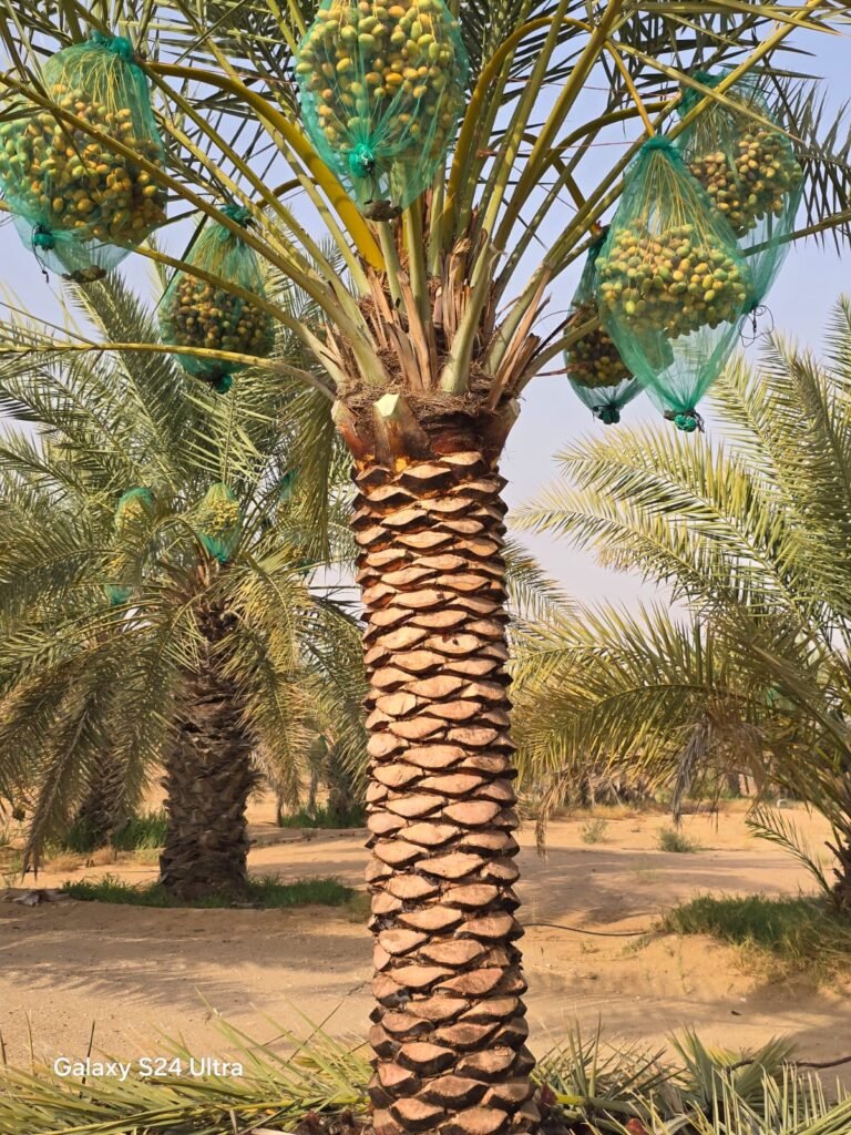 Date Palm Trees Supplier in Dubai , UAE