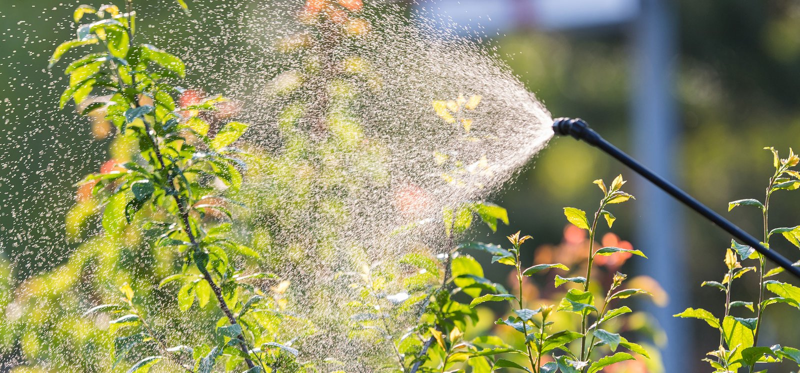 Tree Cleaning services in Dubai