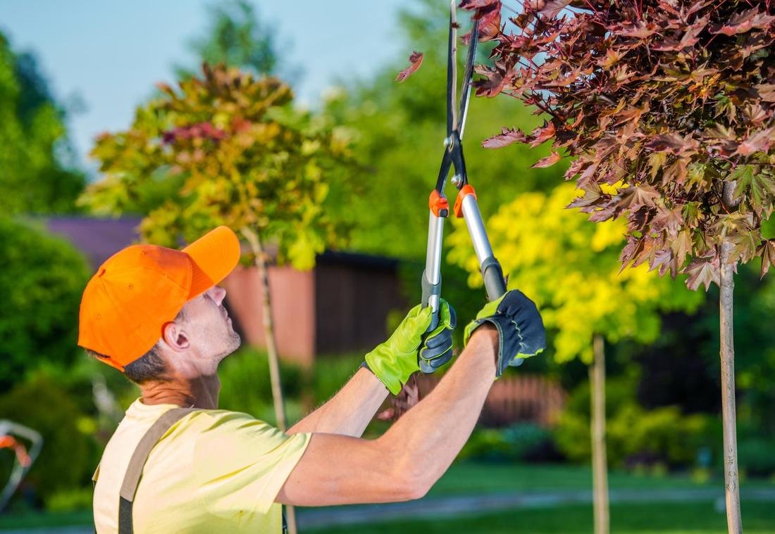 Pruning and Trimming of trees in Dubai, UAE