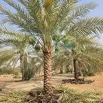 Date Palm Trees for Sale UAE: How to Choose the Right Tree
