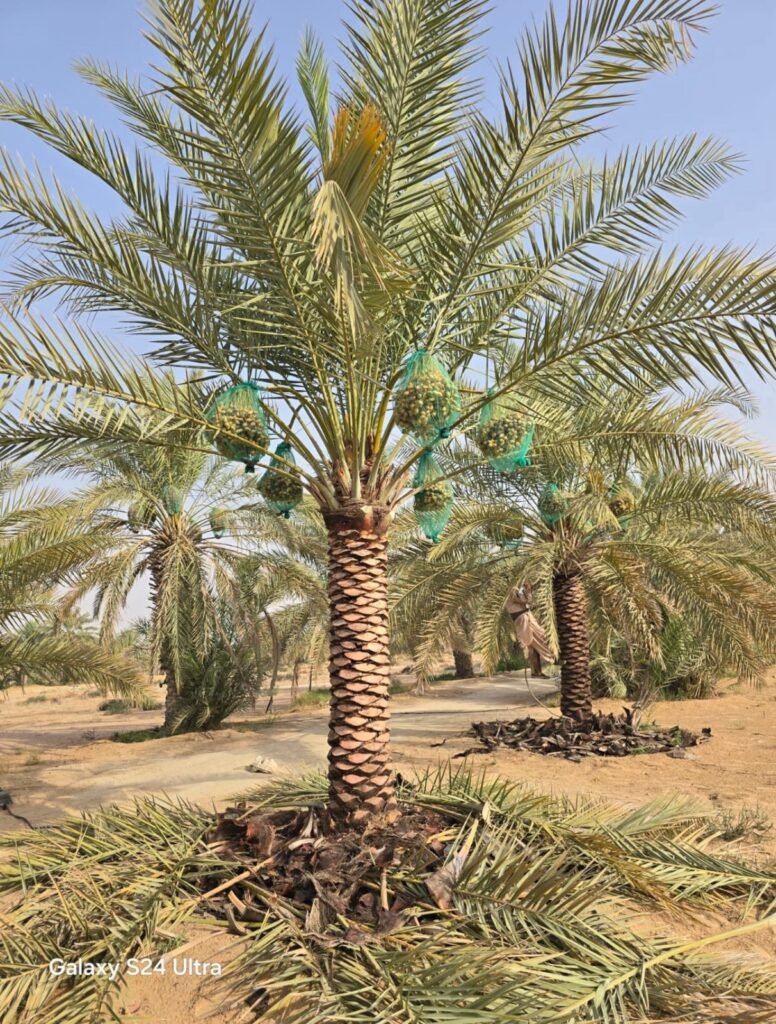 Healthy Dactylifera Date Palm with green fronds and a strong trunk