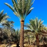 Phoenix Dactylifera Palm: A Complete Guide to the Date Palm Tree in the UAE
