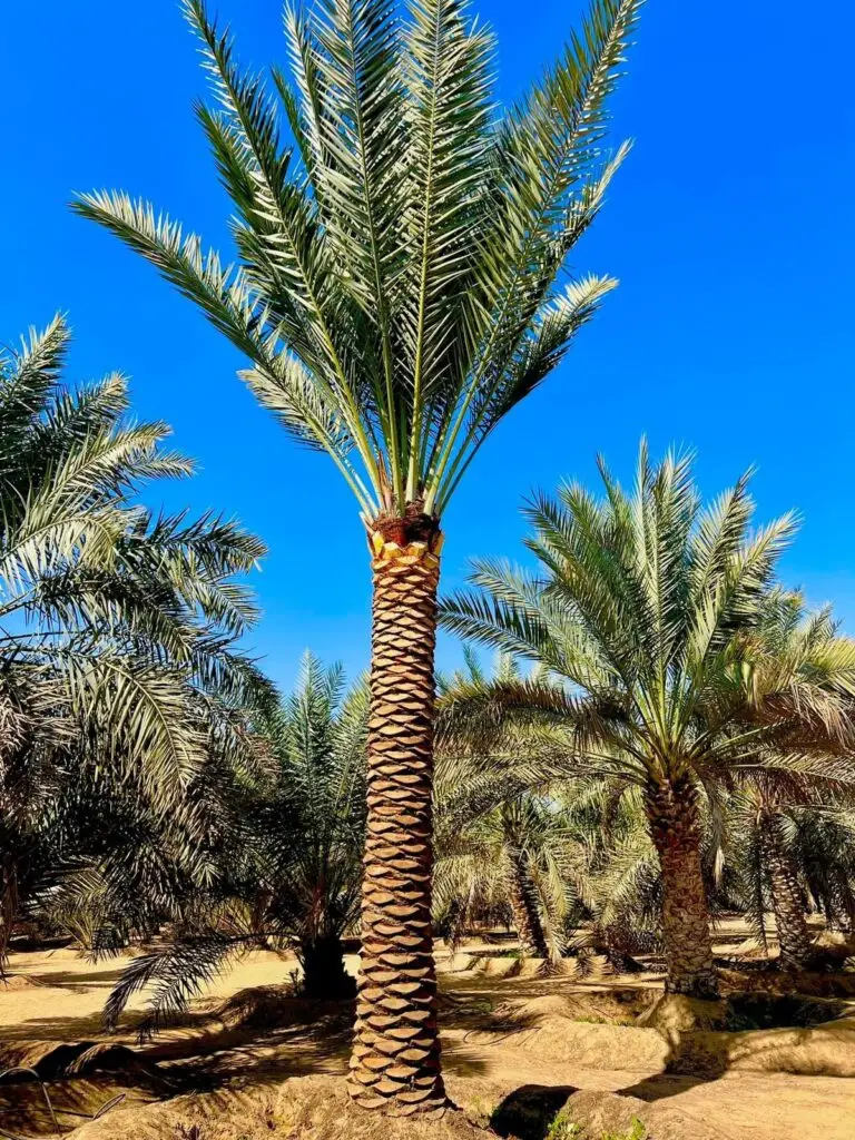 Date tree supplier in UAE