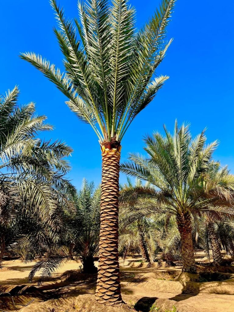 Mature Phoenix Dactylifera Date Palm installed in a luxury villa landscape