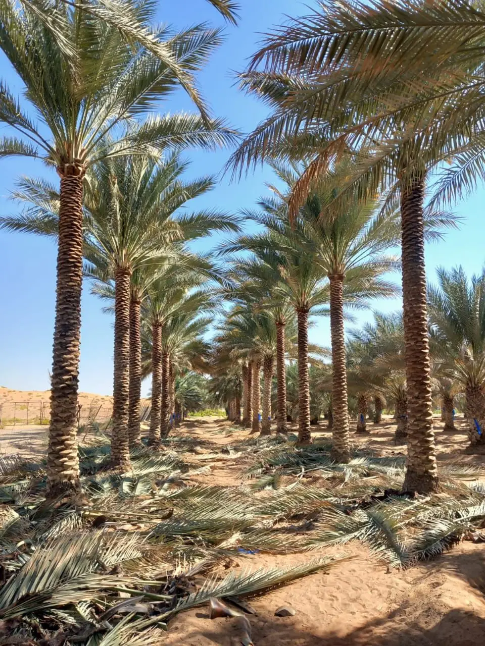 Tree trimming and cleaning services in UAE