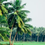 Dubai Climate for Palm Trees: Understanding Temperature and Date Palm Growth
