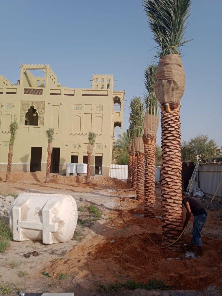 Date palm tree in Ajman for landscaping