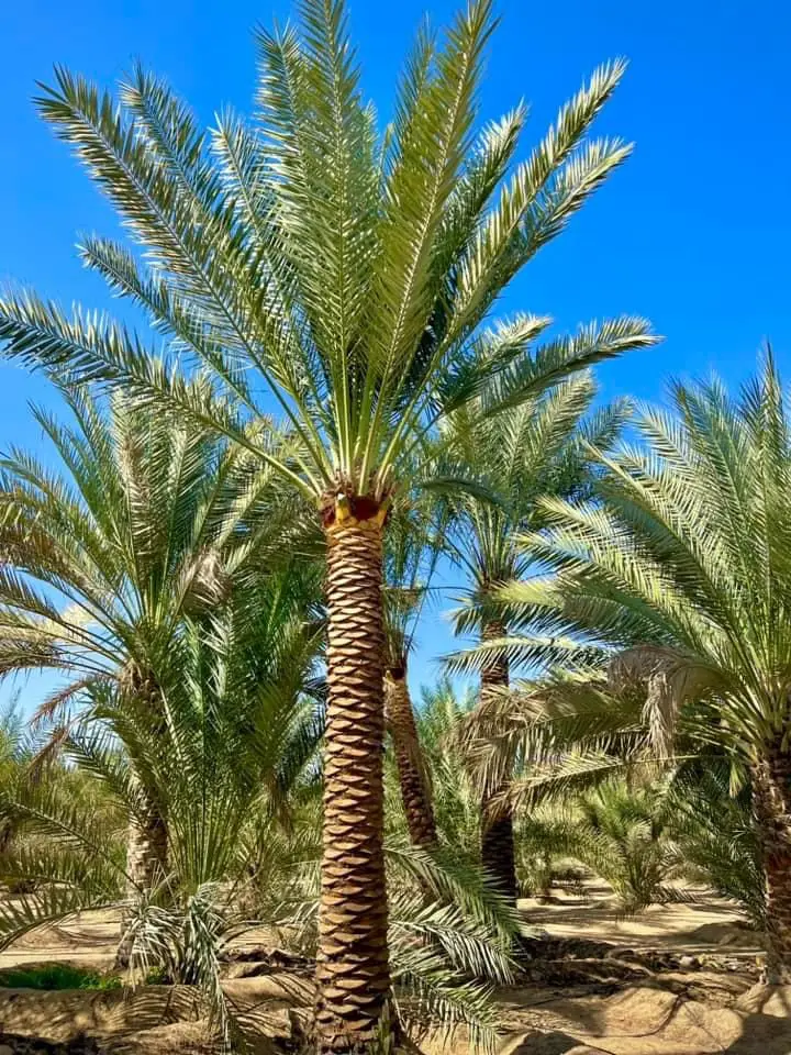 Date palm tree in Ajman for landscaping