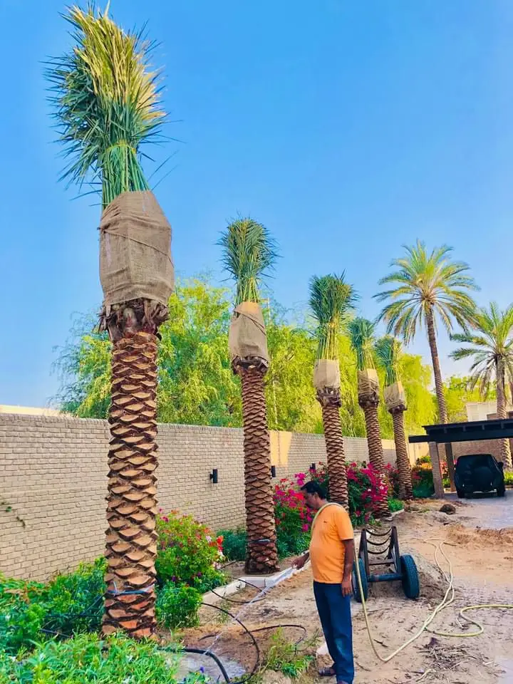 Mature date palm tree for Ajman landscape
