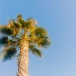 Pakistani Washingtonia Palm UAE – Supply and Installation for Beautiful Landscapes3611