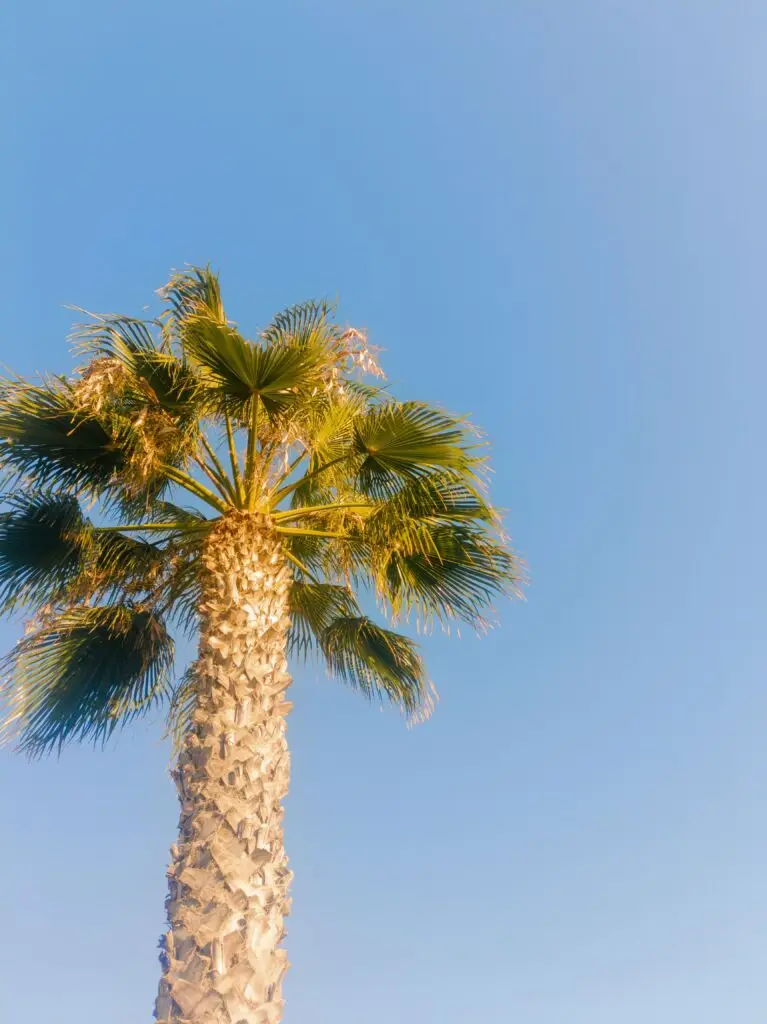 Washingtonia Robusta UAE palm tree