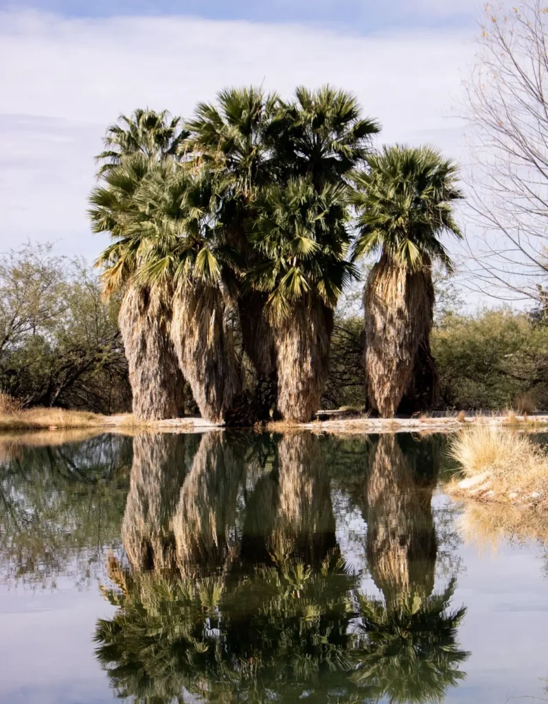 Pakistani Washingtonia Palm Dubai