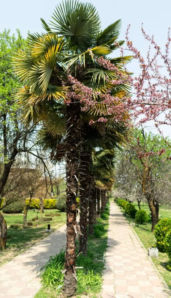 Washingtonia Palm Trees UAE